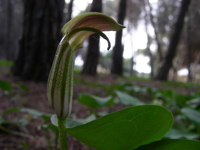 Arisarum vulgare / Arisaro comune