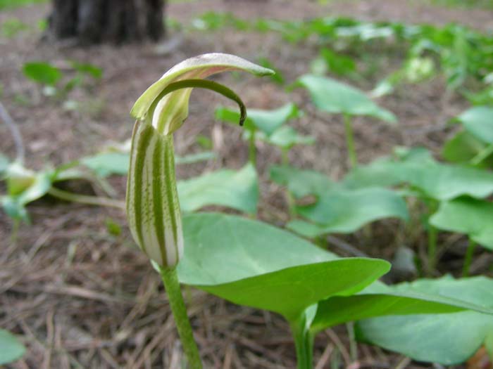 Arisarum vulgare / Arisaro comune