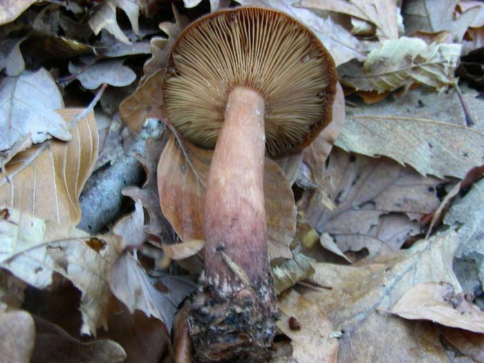 ritrovamenti del 21.12.07