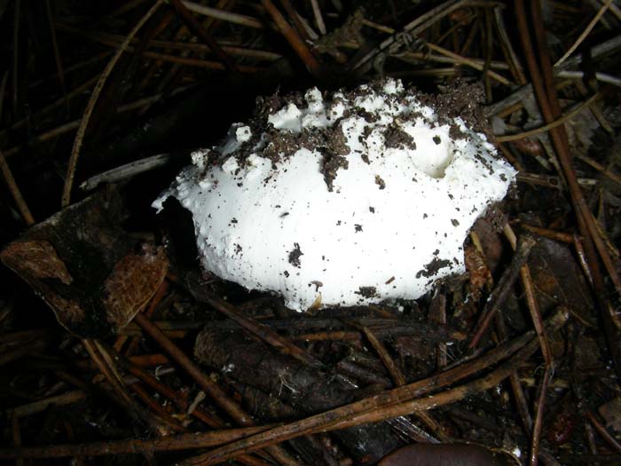 alcuni ritrovamenti del 28.12.07