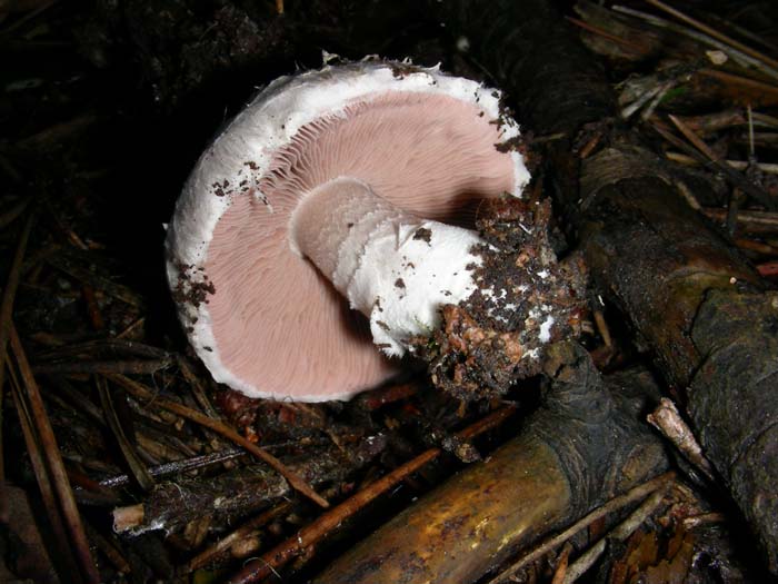 alcuni ritrovamenti del 28.12.07