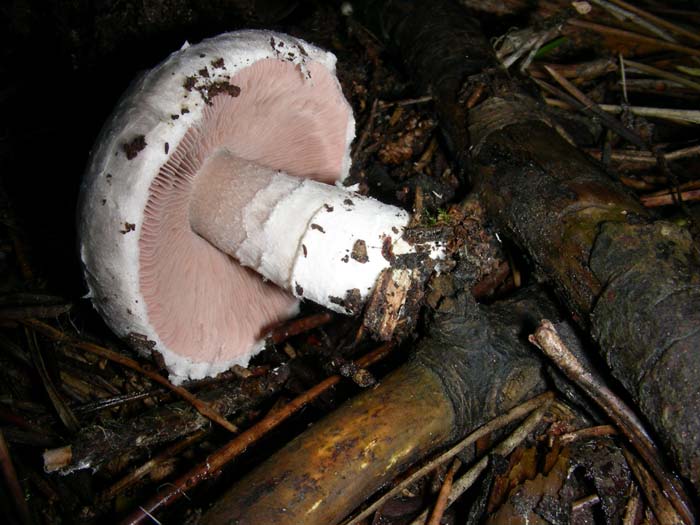 alcuni ritrovamenti del 28.12.07