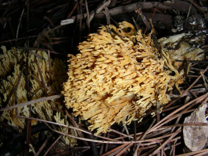 alcuni ritrovamenti del 28.12.07