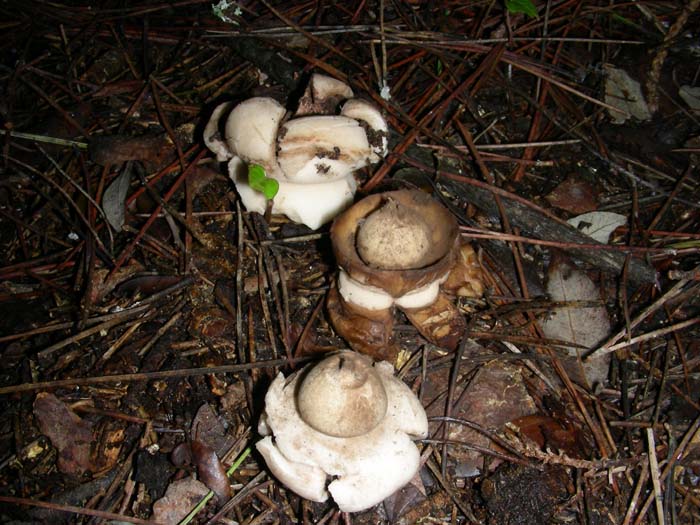 altri ritrovamenti del  8.01.08