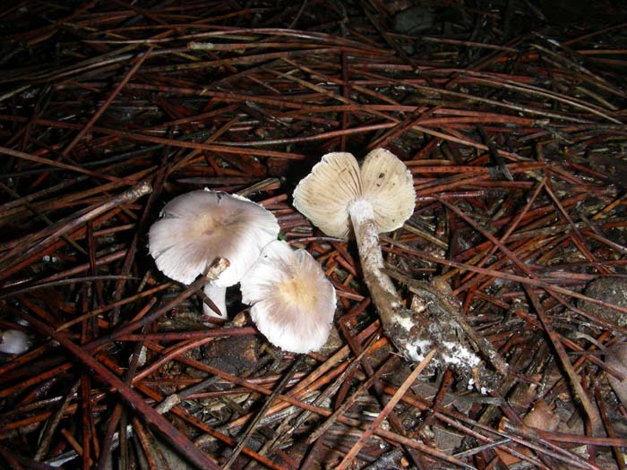 altri ritrovamenti del  8.01.08