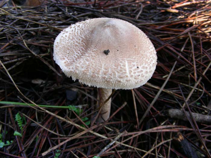 altri ritrovamenti del  8.01.08