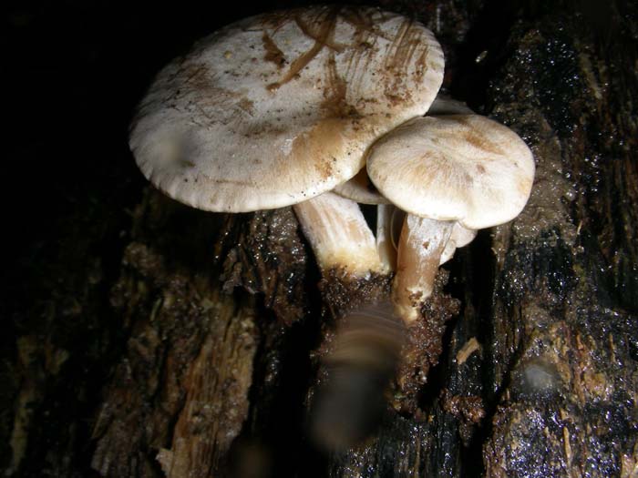 Ossicaulis lignatilis del 11.01.08