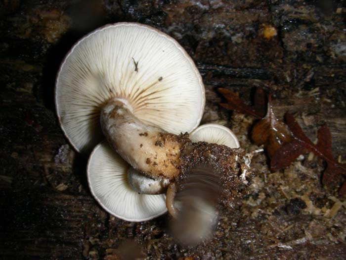 Ossicaulis lignatilis del 11.01.08