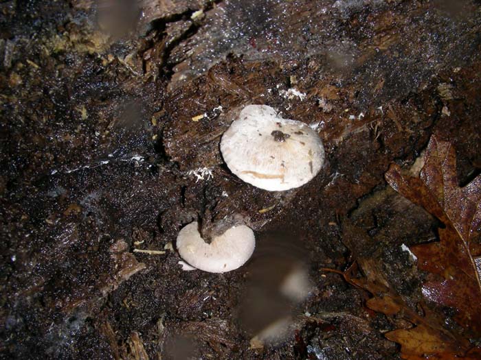 Ossicaulis lignatilis del 11.01.08