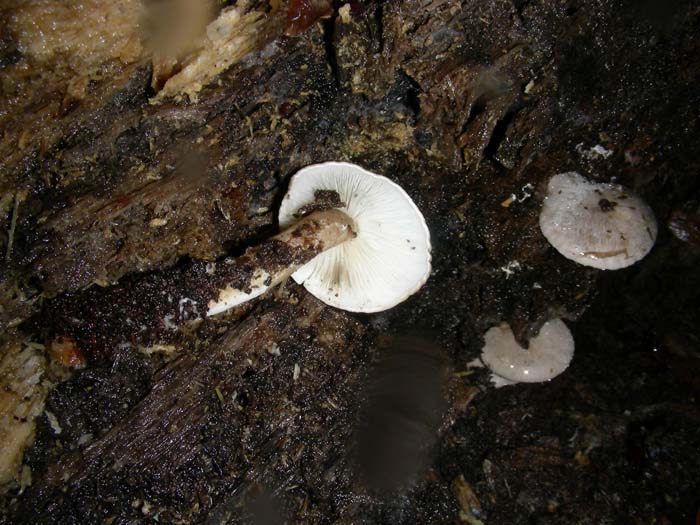 Ossicaulis lignatilis del 11.01.08