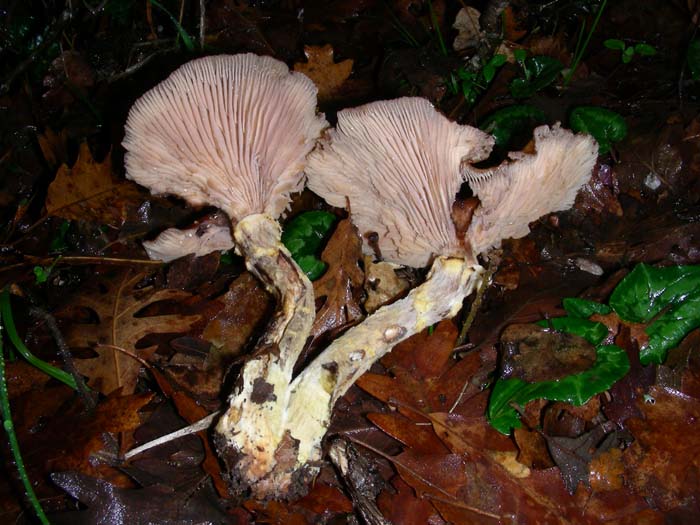 11.01.08 bosco misto di latifoglia.