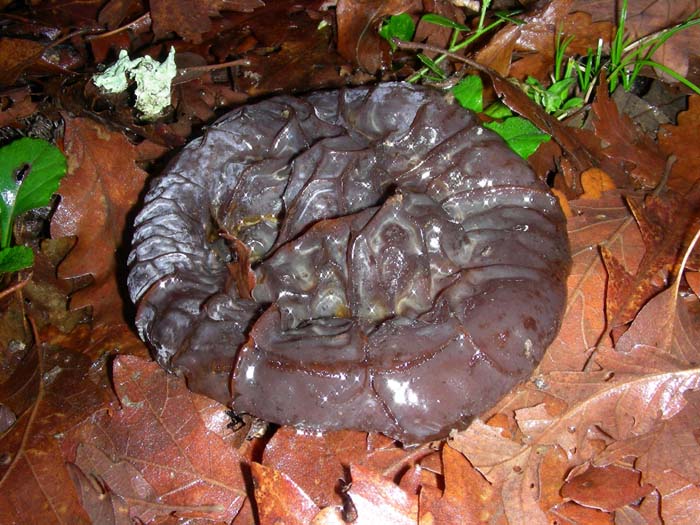 Auricularia auricula-judae del 11.01.08