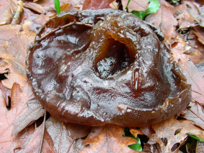 Auricularia auricula-judae del 11.01.08