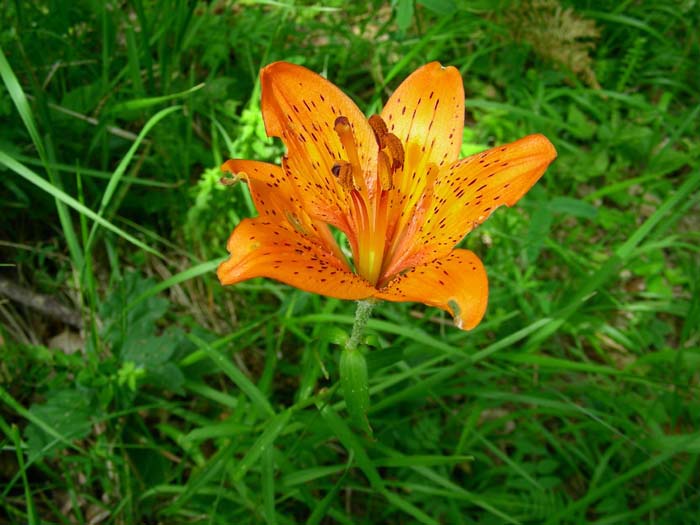 Lilium bulbiferum (s.l.) / Giglio rosso