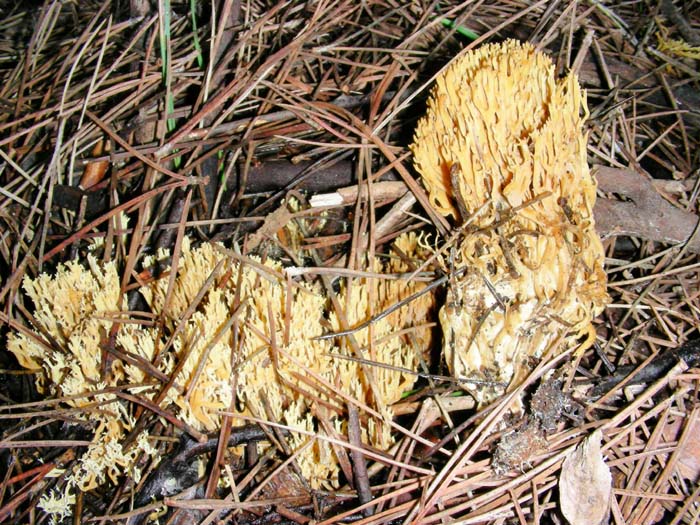 alcuni ritrovamenti del 28.12.07