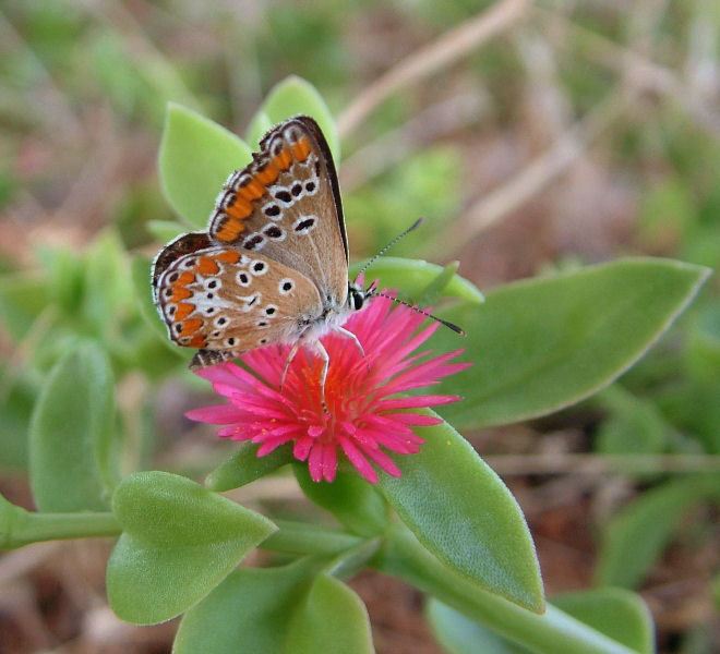 Aricia agestis