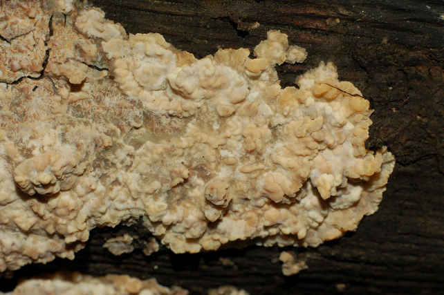 Phlebia rufa