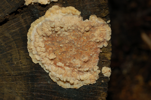 Phlebia rufa