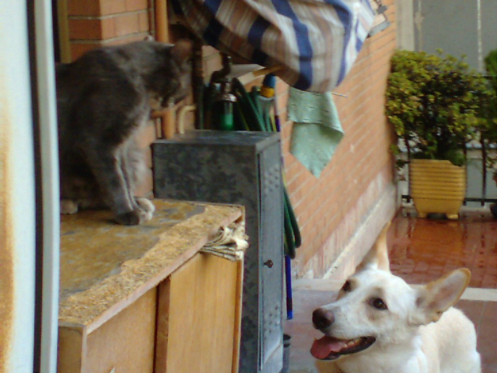 Cani & Gatti