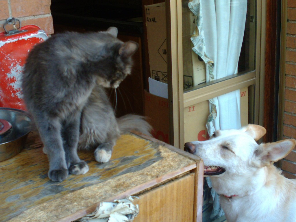 Cani & Gatti