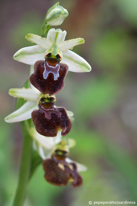 Ophrys sphegodes subsp. praecox