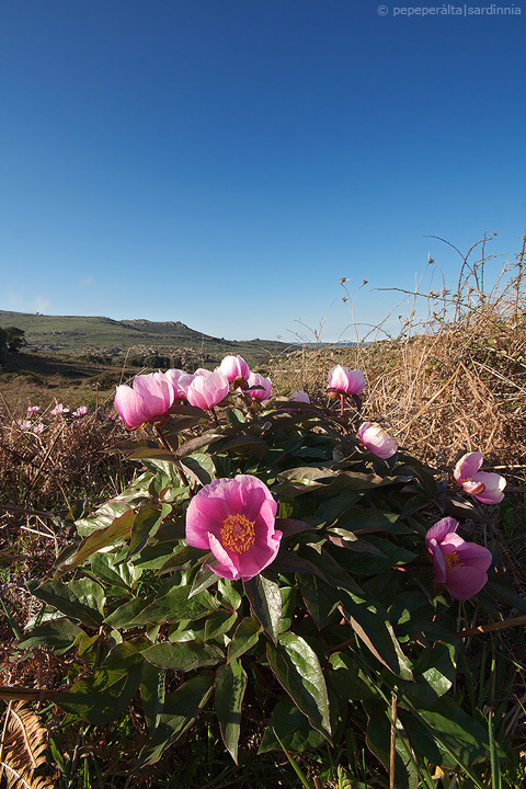 Paeonia morisii / Peonia di Moris