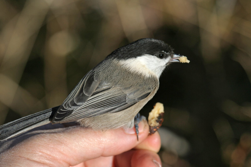 bird gardening