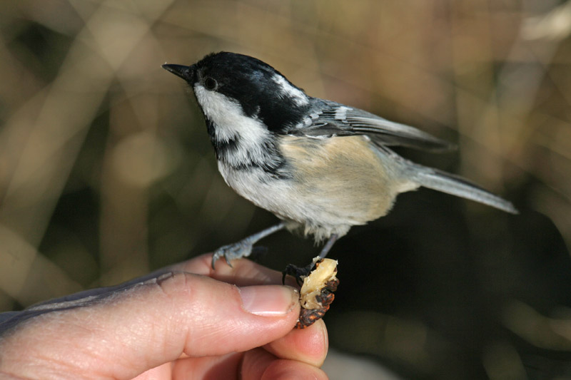 bird gardening