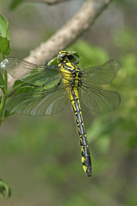 Gomphidae  - Gomphus vulgatissimus