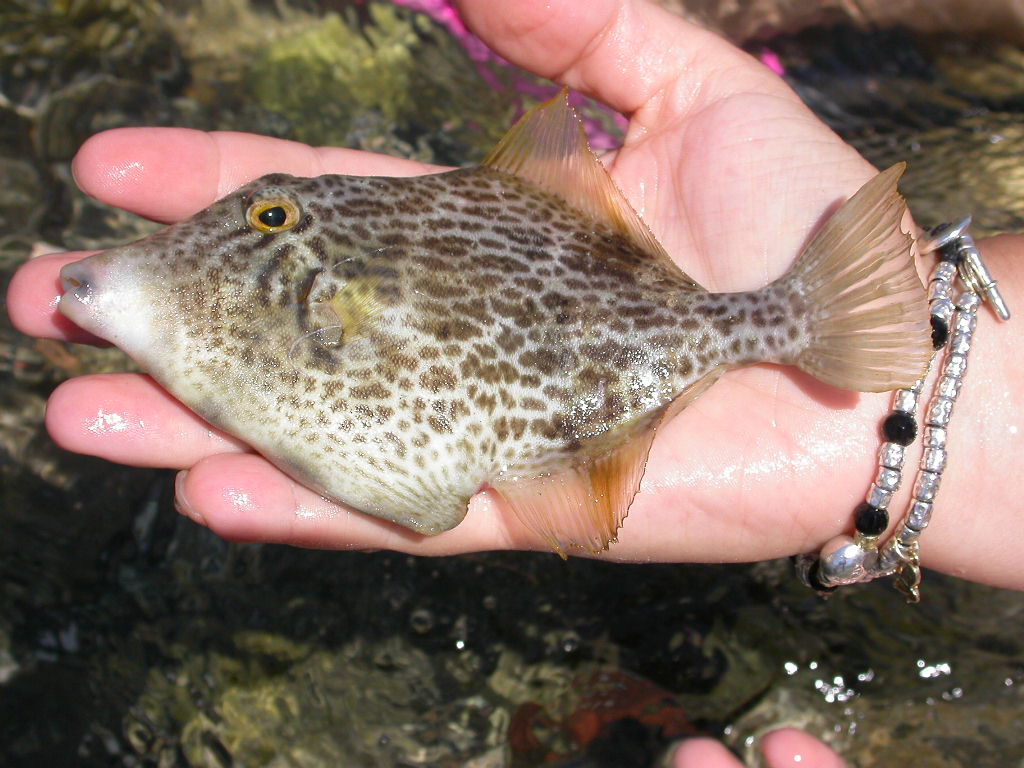 Stephanolepis diaspros - specie lessepsiana