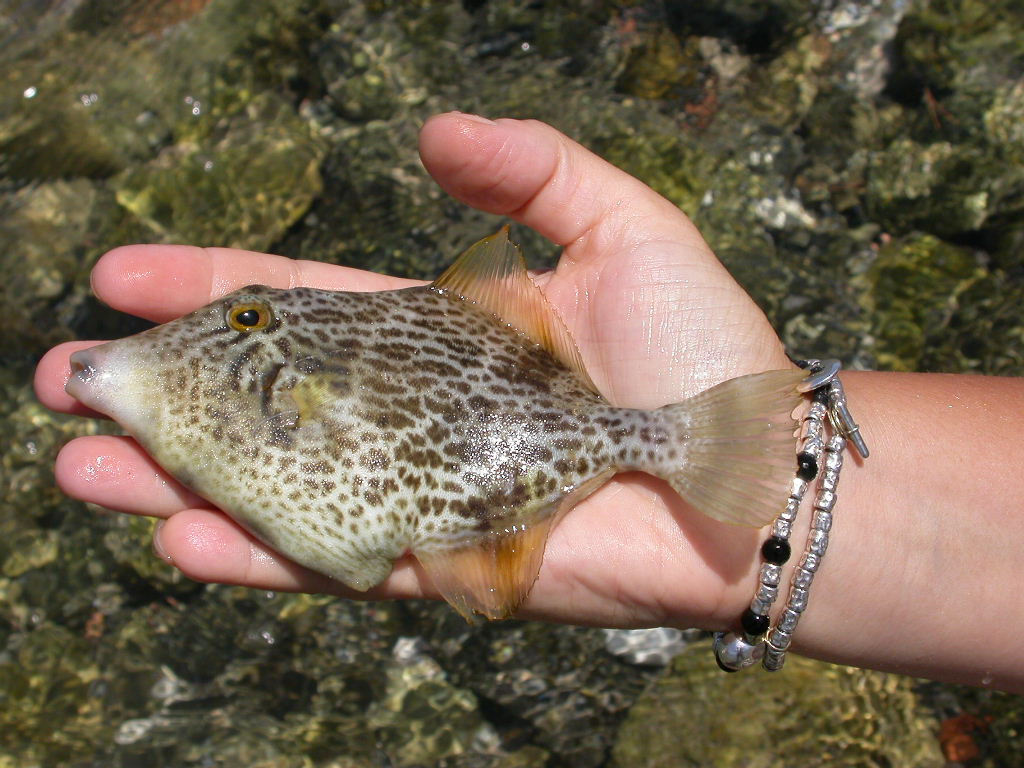 Stephanolepis diaspros - specie lessepsiana