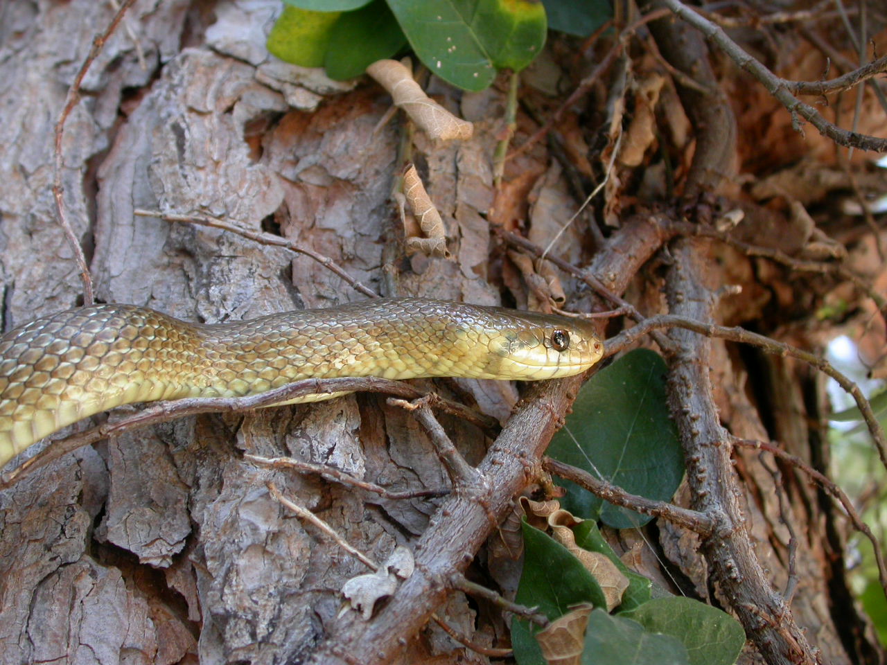 Colubro d''Esculapio  (Zamenis lineatus)