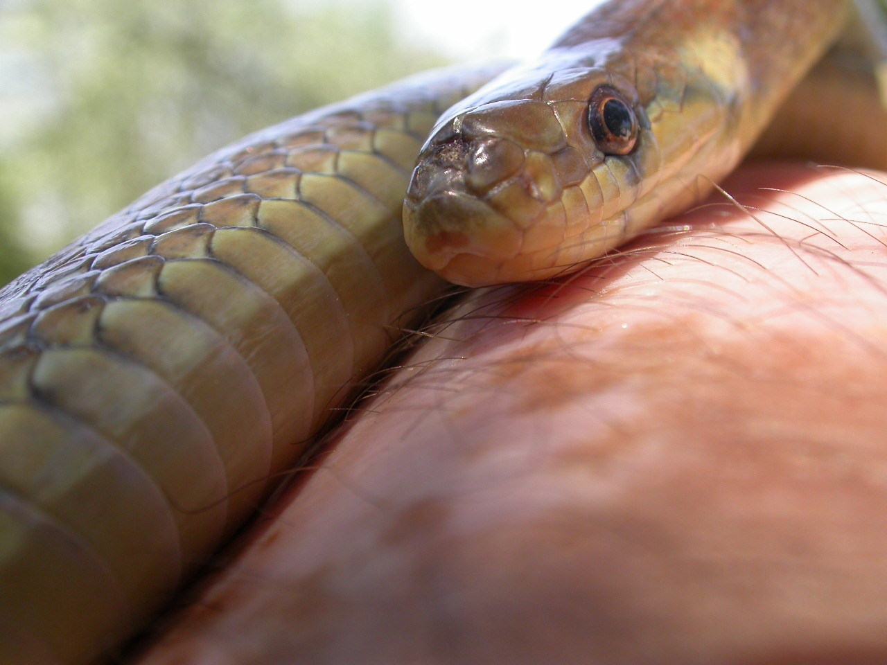 Colubro d''Esculapio  (Zamenis lineatus)