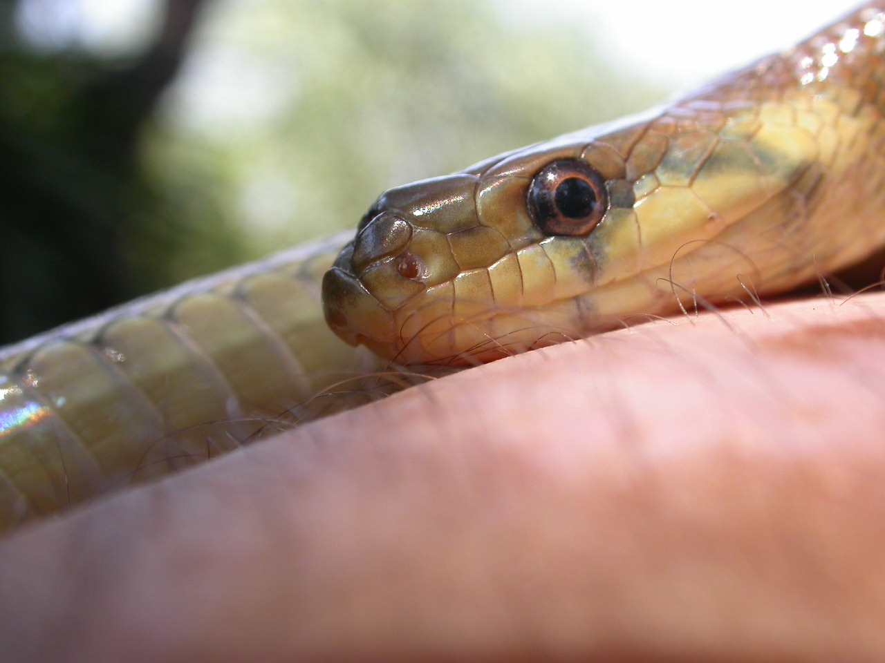 Colubro d''Esculapio  (Zamenis lineatus)