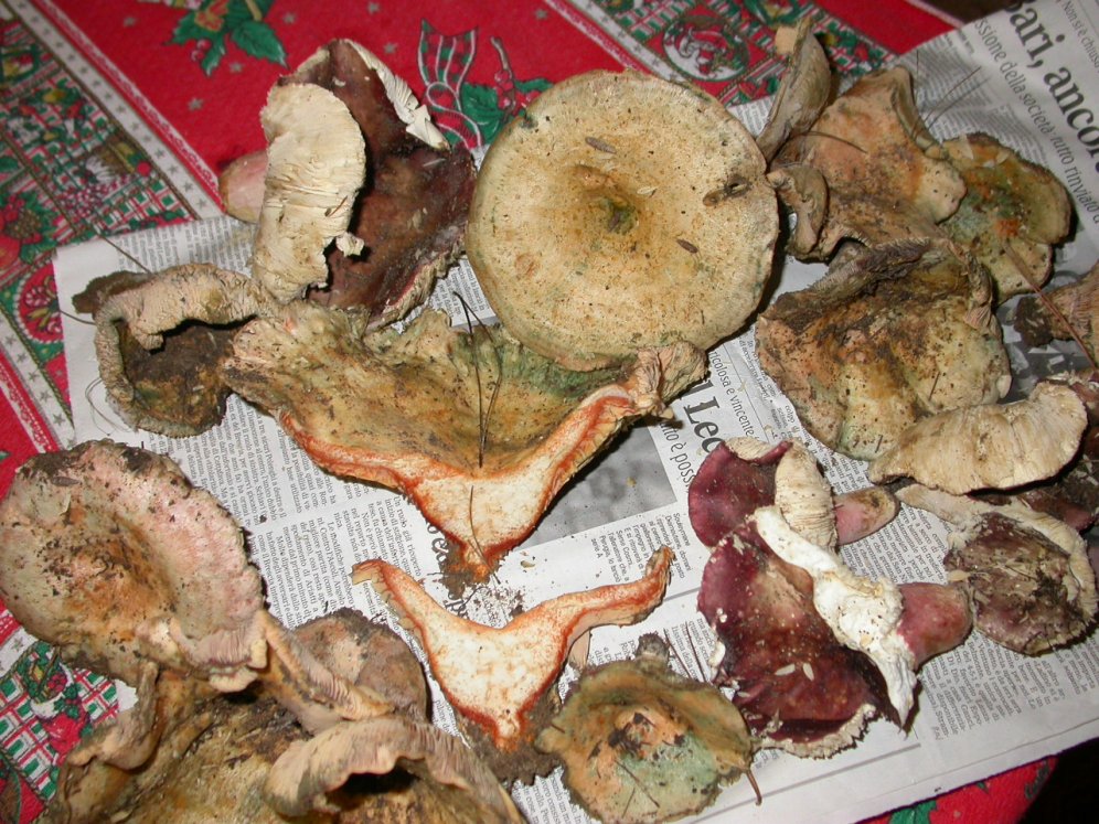 Si  possono mangiare?
