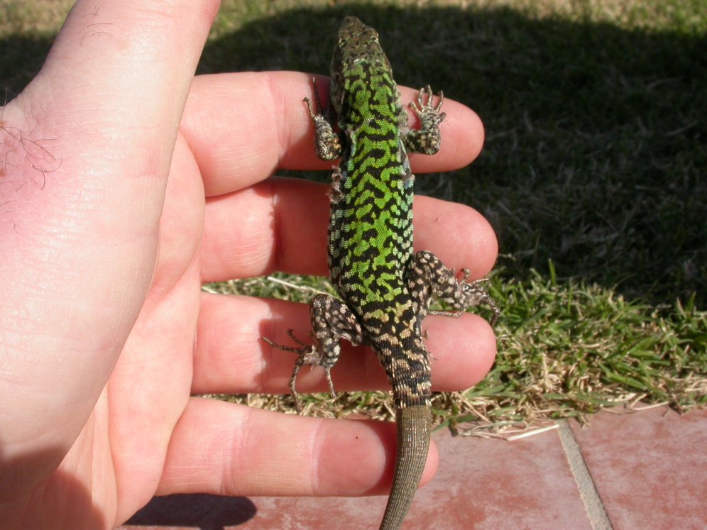 Podarcis sicula, ssp. mertensi