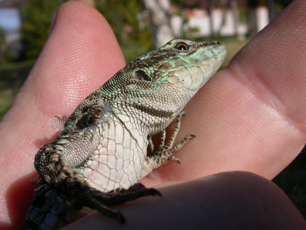 Podarcis sicula, ssp. mertensi