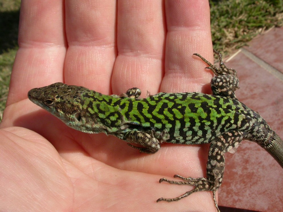 Podarcis sicula, ssp. mertensi