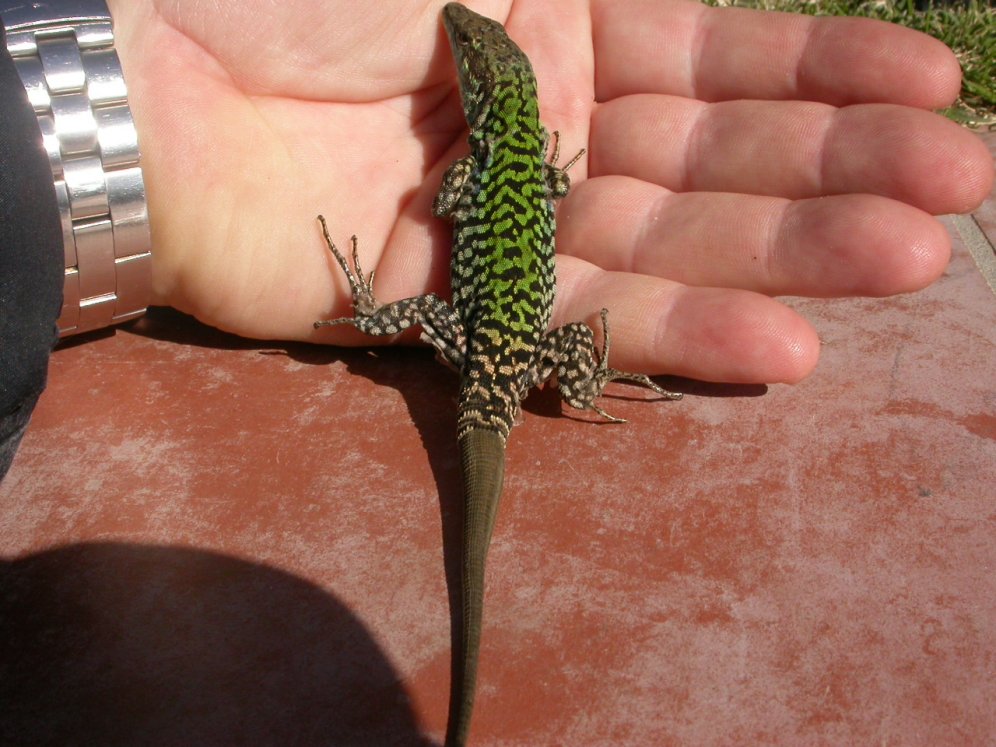 Podarcis sicula, ssp. mertensi