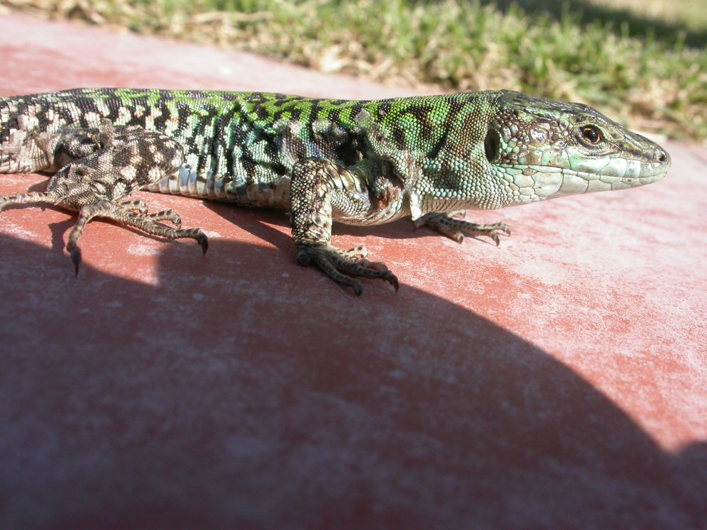 Podarcis sicula, ssp. mertensi