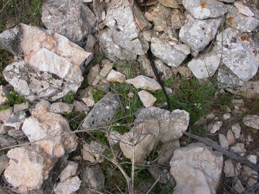 Non solo asparagi: grosso, nero e ...arrabbiato!