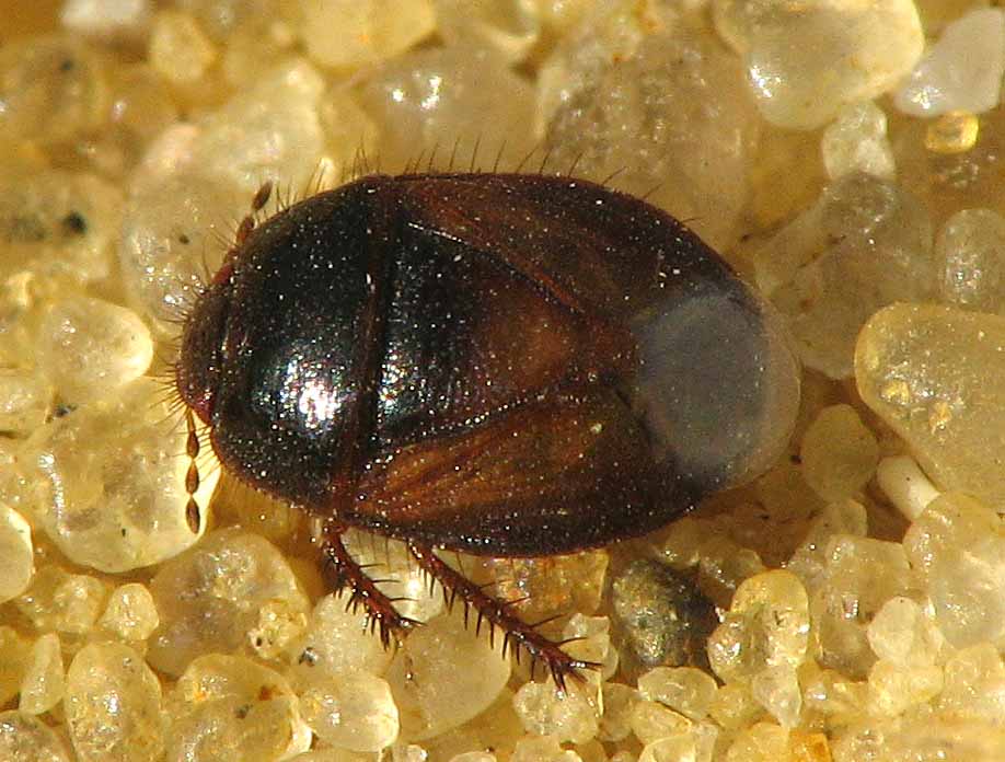 Cydnidae d''Israele