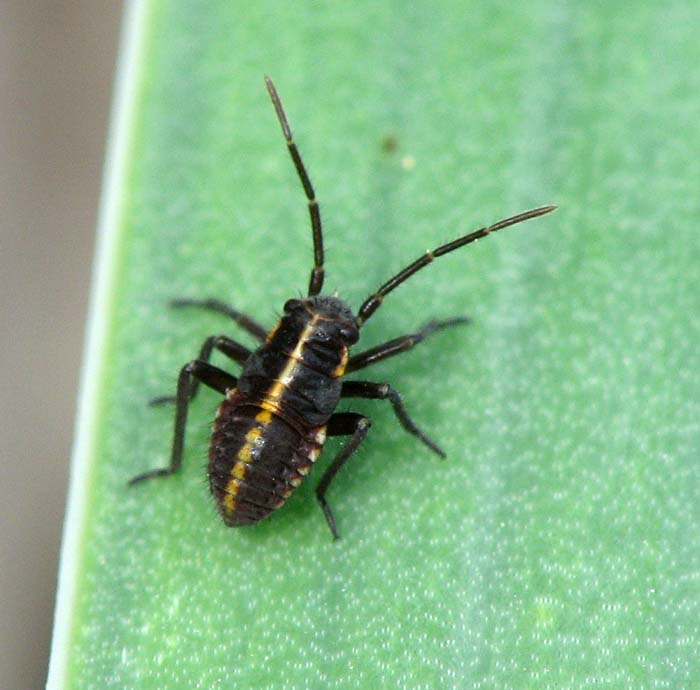 Miridae d''Israele: Horistus sp., giovani e adulti