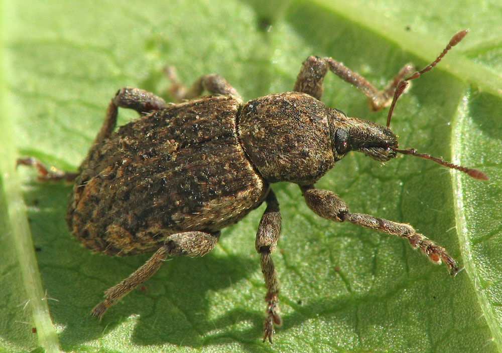 Curculionoidea d''Israele