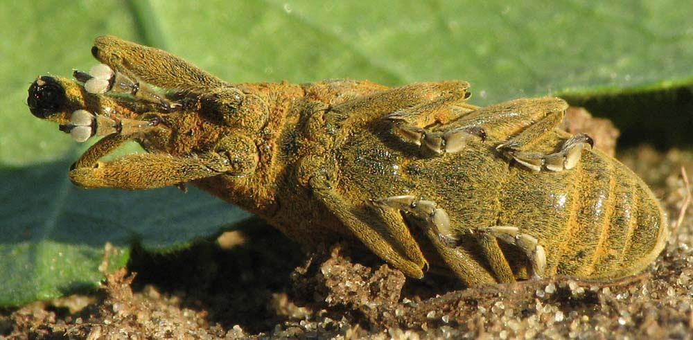 Curculionoidea d''Israele