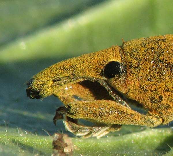 Curculionoidea d''Israele
