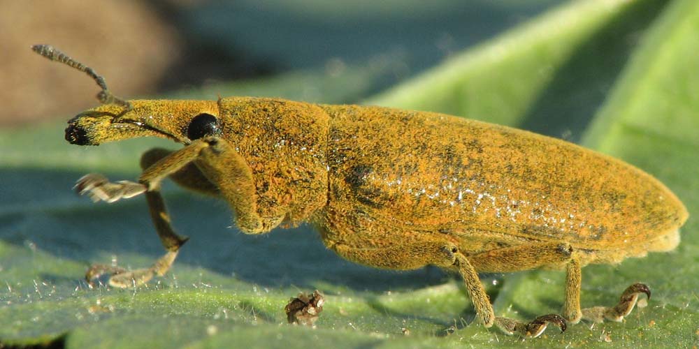 Curculionoidea d''Israele