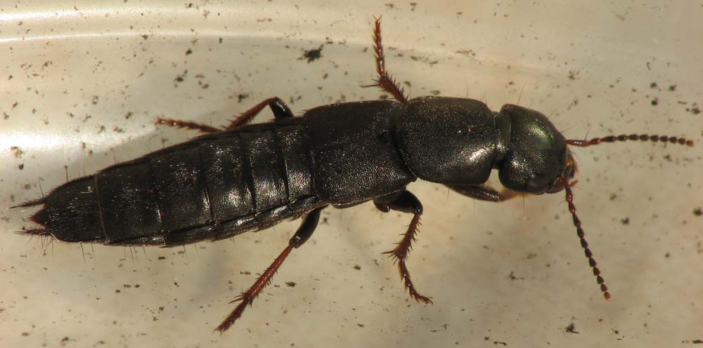 Staphylinidae (Ocypus mus) e Elateridae