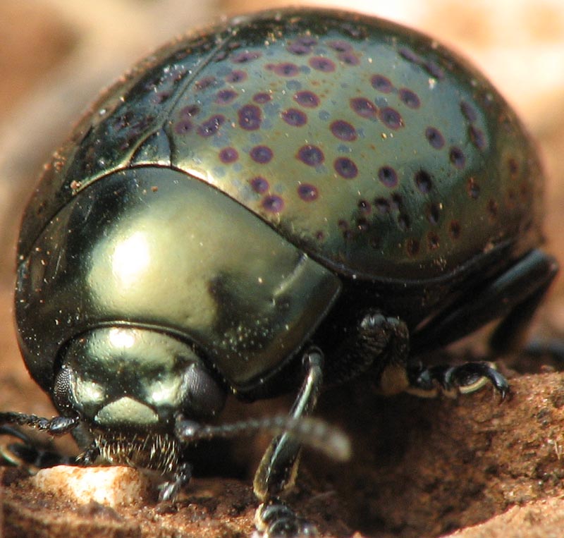 Chrysomelidae
