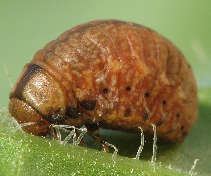 Chrysomelidae